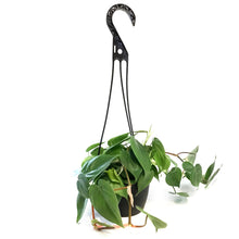 Load image into Gallery viewer, Philodendron, 6in, Heart Leaf, Hanging Basket