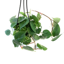 Load image into Gallery viewer, Philodendron, 6in, Heart Leaf, Hanging Basket