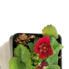 Load image into Gallery viewer, Strawberry, 2.5in, Summer Breeze Pink