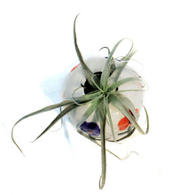 Load image into Gallery viewer, Tillandsia, In Bloom, Large