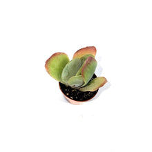 Load image into Gallery viewer, Succulent, 2in, Kalanchoe Flapjacks