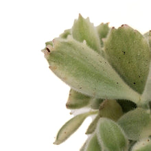 Load image into Gallery viewer, Succulent, 3in, Cotyledon Bear's Paw, Variegated