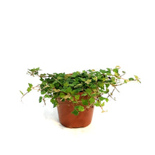 Load image into Gallery viewer, String of Frog 3in, Ficus pumila 'Quercifolia'