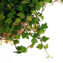 Load image into Gallery viewer, String of Frog 3in, Ficus pumila 'Quercifolia'
