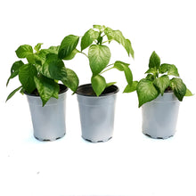 Load image into Gallery viewer, Kitchen Minis™ Hot Pepper, 5in,