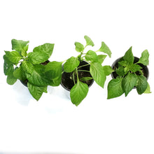 Load image into Gallery viewer, Kitchen Minis™ Hot Pepper, 5in,