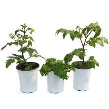 Load image into Gallery viewer, Kitchen Minis™ Vegetables, 5in,