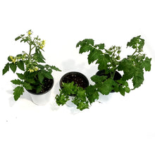 Load image into Gallery viewer, Kitchen Minis™ Vegetables, 5in,