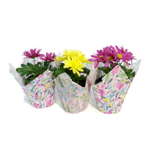 Load image into Gallery viewer, Mum, 4in, Assorted w/ Pot Cover