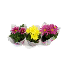 Load image into Gallery viewer, Mum, 4in, Assorted w/ Pot Cover