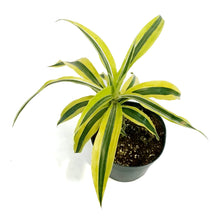 Load image into Gallery viewer, Dracaena, 6in, Song of India