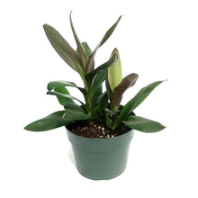 Load image into Gallery viewer, Cordyline, 6in, Purple Dazzler