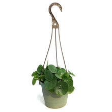 Load image into Gallery viewer, Pilea, 6.5in Hanging Basket, Peperomiodies