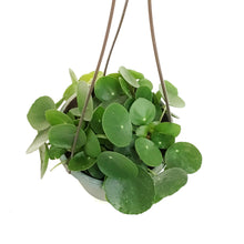 Load image into Gallery viewer, Pilea, 6.5in Hanging Basket, Peperomiodies