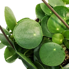 Load image into Gallery viewer, Pilea, 6.5in Hanging Basket, Peperomiodies