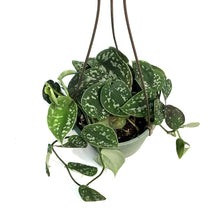 Load image into Gallery viewer, Scindapsus, 6.5in HB, Exotica