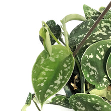 Load image into Gallery viewer, Scindapsus, 6.5in HB, Exotica