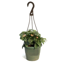 Load image into Gallery viewer, Begonia 6.5in Hanging Basket,Snow Capped
