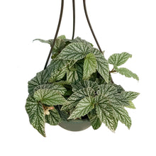 Load image into Gallery viewer, Begonia 6.5in Hanging Basket,Snow Capped