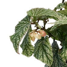 Load image into Gallery viewer, Begonia 6.5in Hanging Basket,Snow Capped