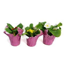 Load image into Gallery viewer, Primrose, 4in, Assorted w/ Pot Cover