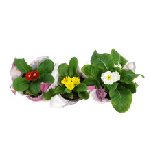 Load image into Gallery viewer, Primrose, 4in, Assorted w/ Pot Cover