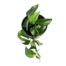 Load image into Gallery viewer, Epipremnum Pinnatum, 6in, Cebu Blue