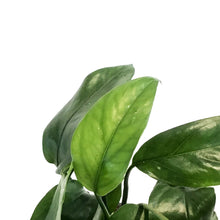 Load image into Gallery viewer, Epipremnum Pinnatum, 6in, Cebu Blue