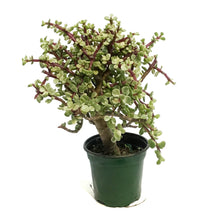 Load image into Gallery viewer, Bonsai, 4in, Jade, Standard Green Varigated