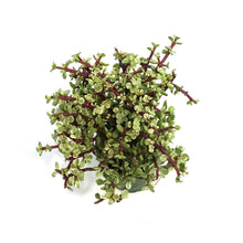 Load image into Gallery viewer, Bonsai, 4in, Jade, Standard Green Varigated