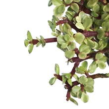 Load image into Gallery viewer, Bonsai, 4in, Jade, Standard Green Varigated