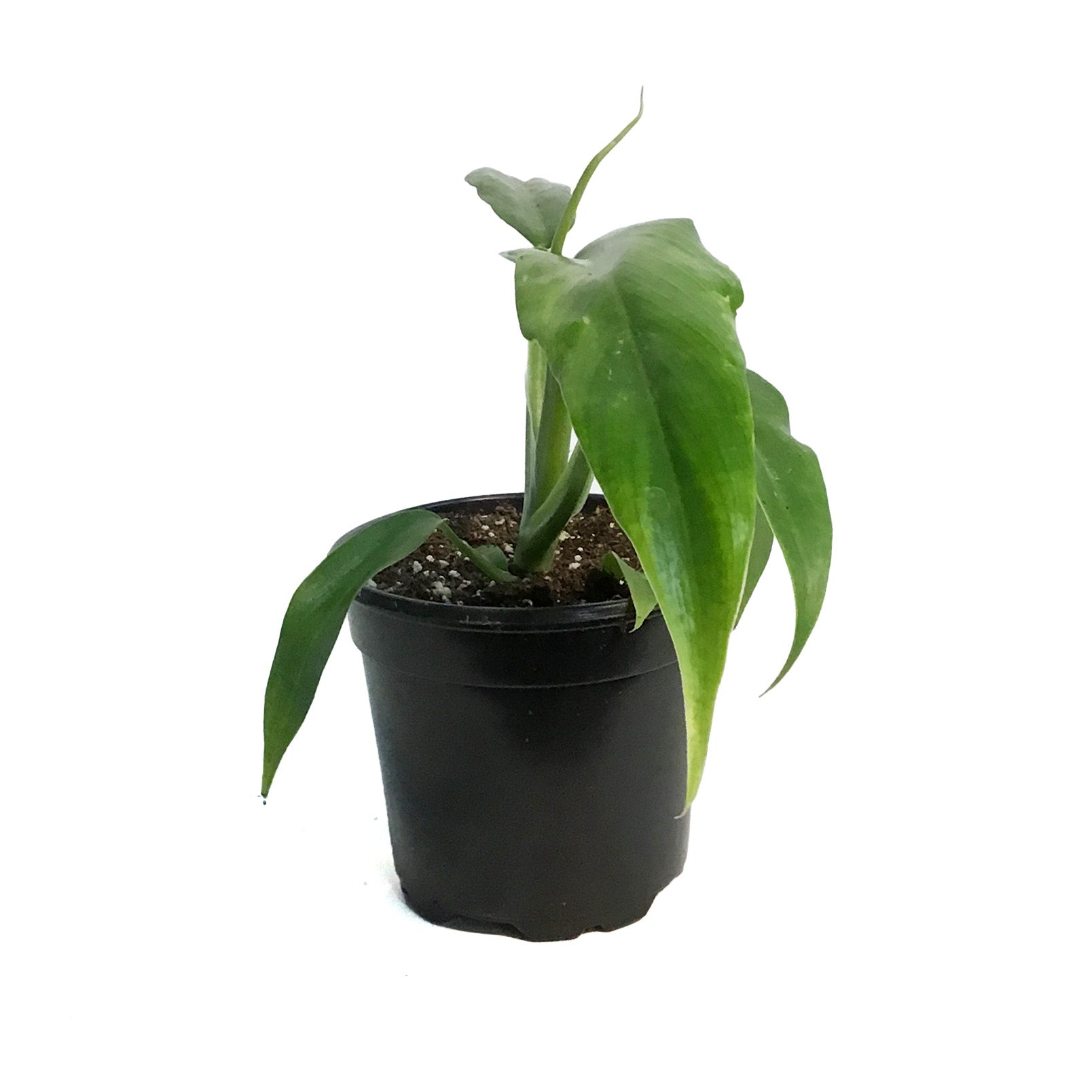Philodendron, 4in, Skeleton Key