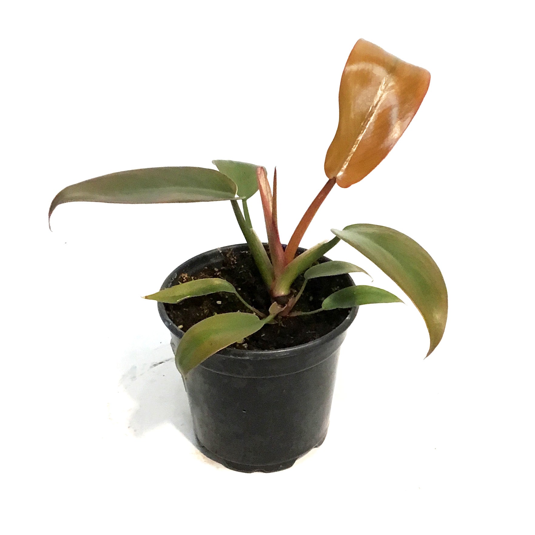 philodendron sayaka Philodendron, 4in, Sayaka