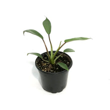 Load image into Gallery viewer, Philodendron, 4in, Joepii