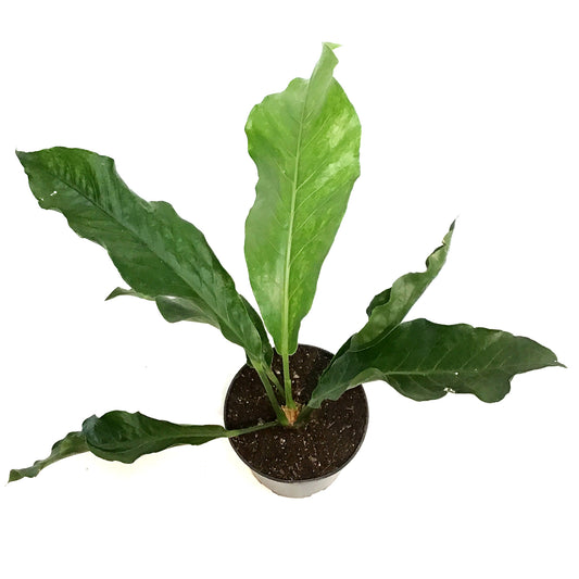 Anthurium, 6in, Hookeri Variegated