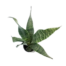 Load image into Gallery viewer, Sansevieria, 4in, Robusta Green
