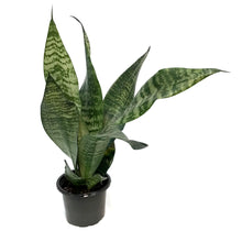 Load image into Gallery viewer, Sansevieria, 4in, Robusta Green