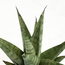 Load image into Gallery viewer, Sansevieria, 4in, Tower