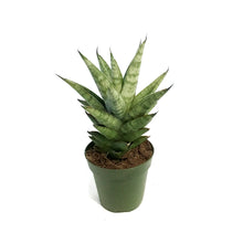 Load image into Gallery viewer, Sansevieria, 4in, Tower