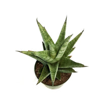 Load image into Gallery viewer, Sansevieria, 4in, Tower