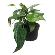 Load image into Gallery viewer, Epipremnum Pinnatum, 6in, Albo