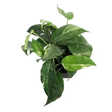 Load image into Gallery viewer, Epipremnum Pinnatum, 6in, Albo