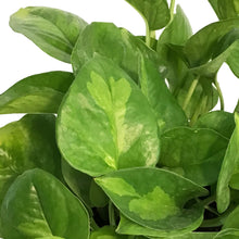Load image into Gallery viewer, Pothos, 6in, Lemon Top