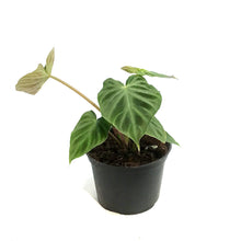 Load image into Gallery viewer, Philodendron, 6in, Verrucosum