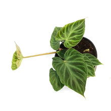Load image into Gallery viewer, Philodendron, 6in, Verrucosum