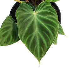 Load image into Gallery viewer, Philodendron, 6in, Verrucosum