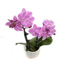 Load image into Gallery viewer, Orchid, 3.5in, Phalaenopsis in Ceramic Pot