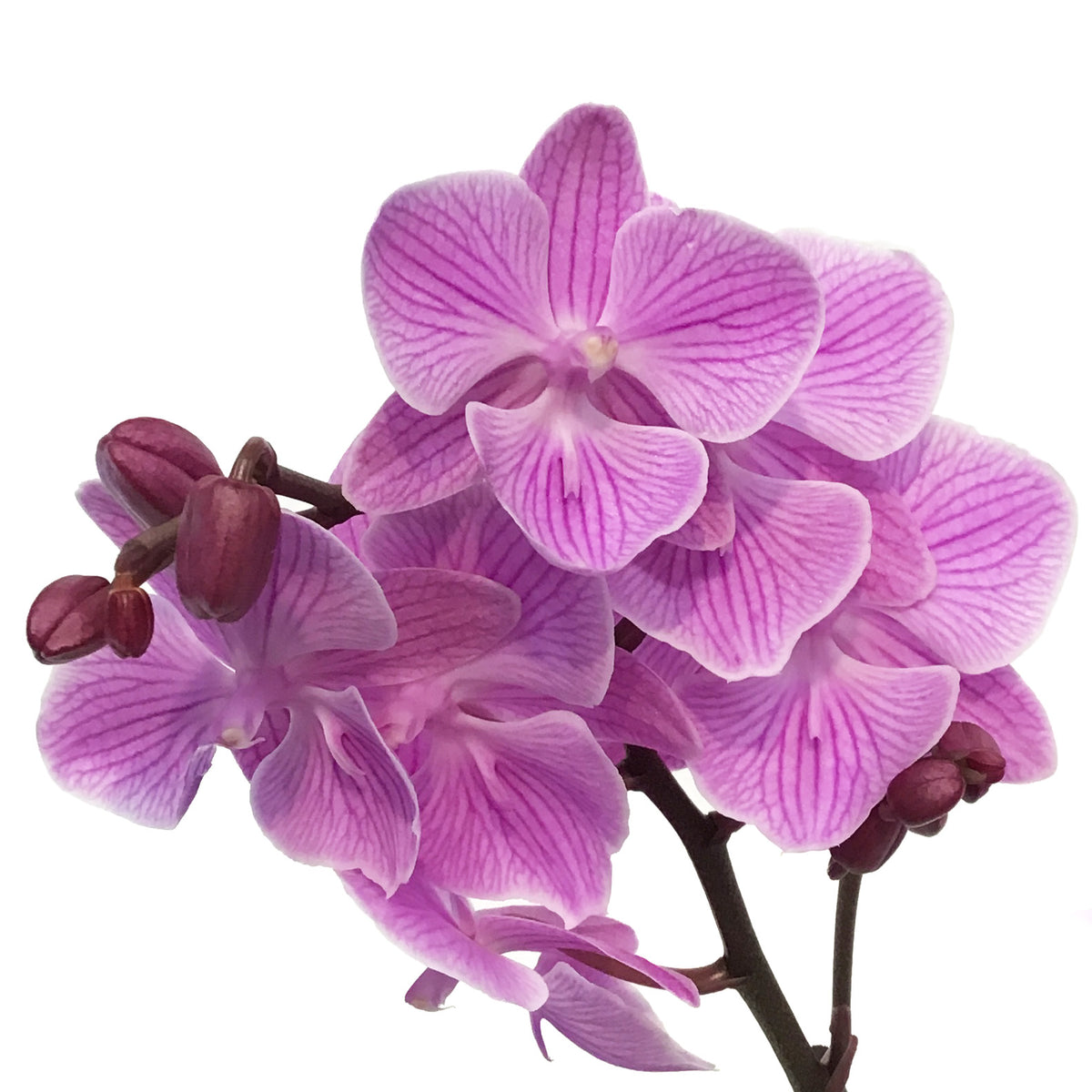 Orchid, 3.5in, Phalaenopsis in Ceramic Pot