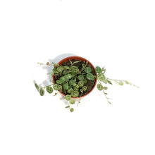 Load image into Gallery viewer, String of Turtles, 2.5in, Senecio peregrinus