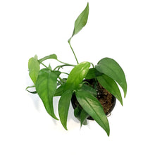 Load image into Gallery viewer, Pothos, 4in, Baltic Blue